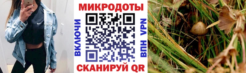 ОМГ ОМГ зеркало  Подпорожье  Галлюциногенные грибы Psilocybe 